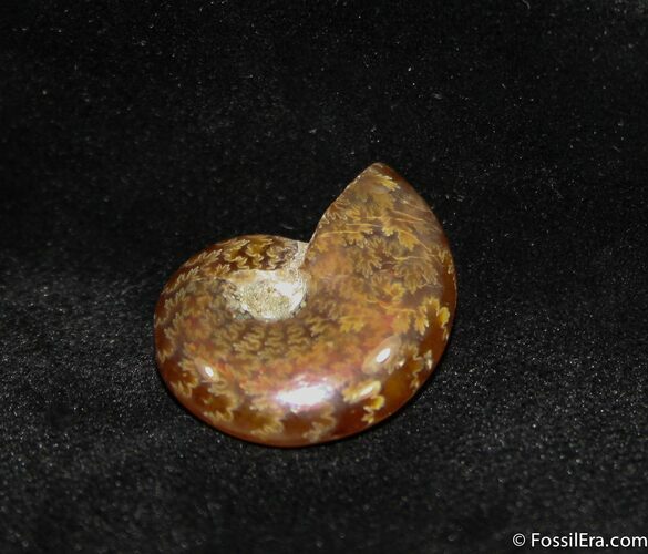 Small Flashy Red Iridescent Ammonite #1478
